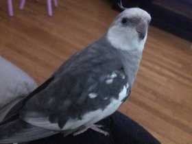 Lost Cockatiel