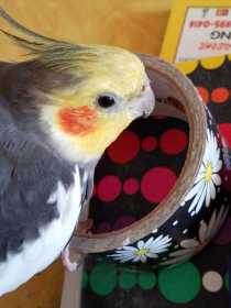 Lost Cockatiel