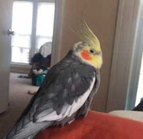 Lost Cockatiel