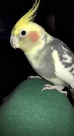 Lost Cockatiel