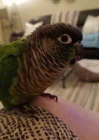 Lost Conure