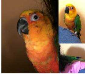 Lost Conure