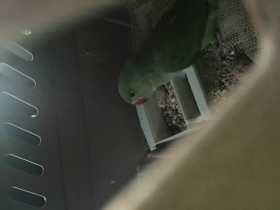 Lost Indian Ringneck Parakeet