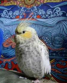 Lost Cockatiel
