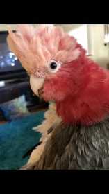 Lost Galah Cockatoo