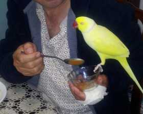 Lost Indian Ringneck Parakeet