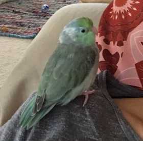 Lost Parrotlet