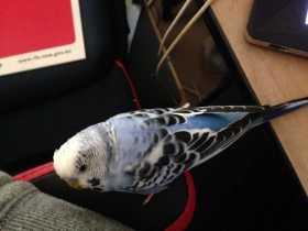 Lost Budgerigar