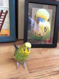 Lost Parakeet