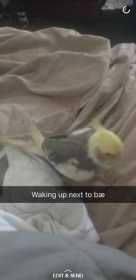 Lost Cockatiel