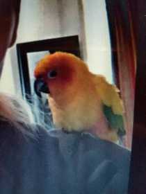 Lost Conure