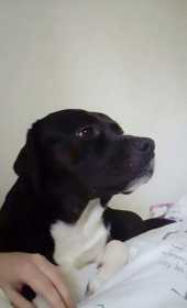 Lost Dog