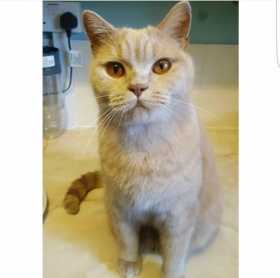 Lost Cat