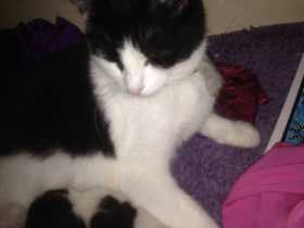 Lost Cat