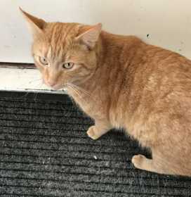 Lost Cat