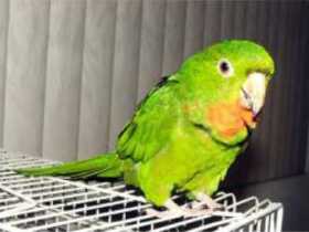 Lost Conure