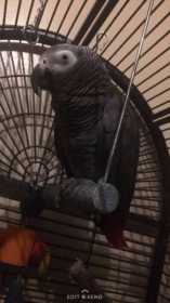 Lost African Grey