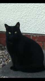 Lost Cat