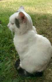 Lost Cat
