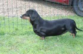 Lost Dog