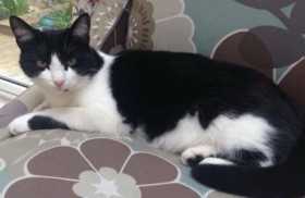 Lost Cat