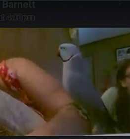 Lost Indian Ringneck Parakeet