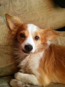Lost Dog