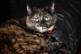Lost Cat