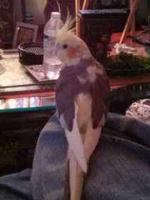 Lost Cockatiel