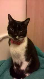 Lost Cat