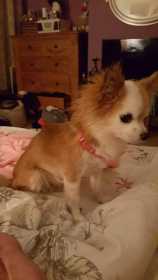 Lost Dog