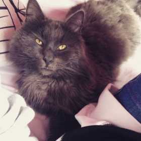 Lost Cat