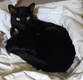 Lost Cat
