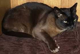 Lost Cat
