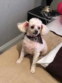 Lost Dog