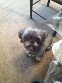 Lost Dog