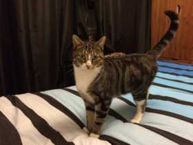 Lost Cat