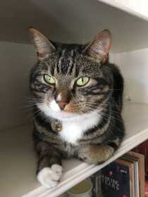 Lost Cat