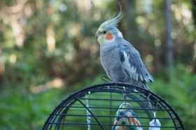 Lost Cockatiel