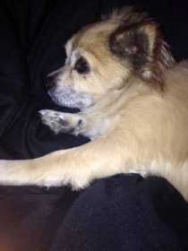 Lost Dog
