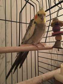 Lost Cockatiel