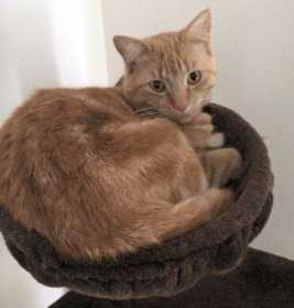 Lost Cat