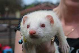 Lost Ferret