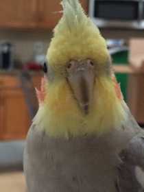 Lost Cockatiel