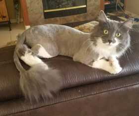 Lost Cat