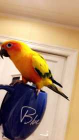 Lost Conure