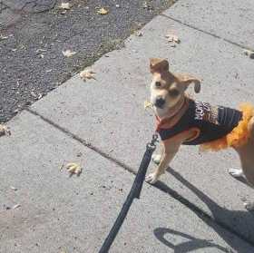 Lost Dog