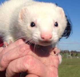 Lost Ferret