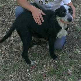 Lost Dog