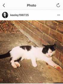 Lost Cat
